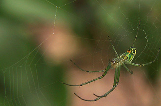 orchard spider photo